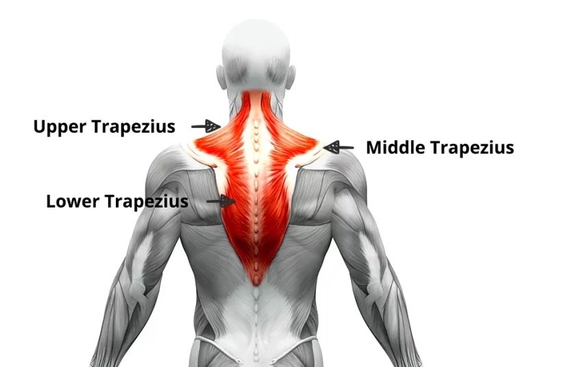 back training