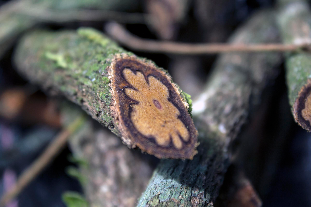 A-Banisteriopsis-caapi-Cipo-mariri-e-conhecida-tambem-como-Jagube-liana-Mariri-Yage-ou-Caapi-e-um-cipo-nativo-da-regiao-amazonica-2014654
