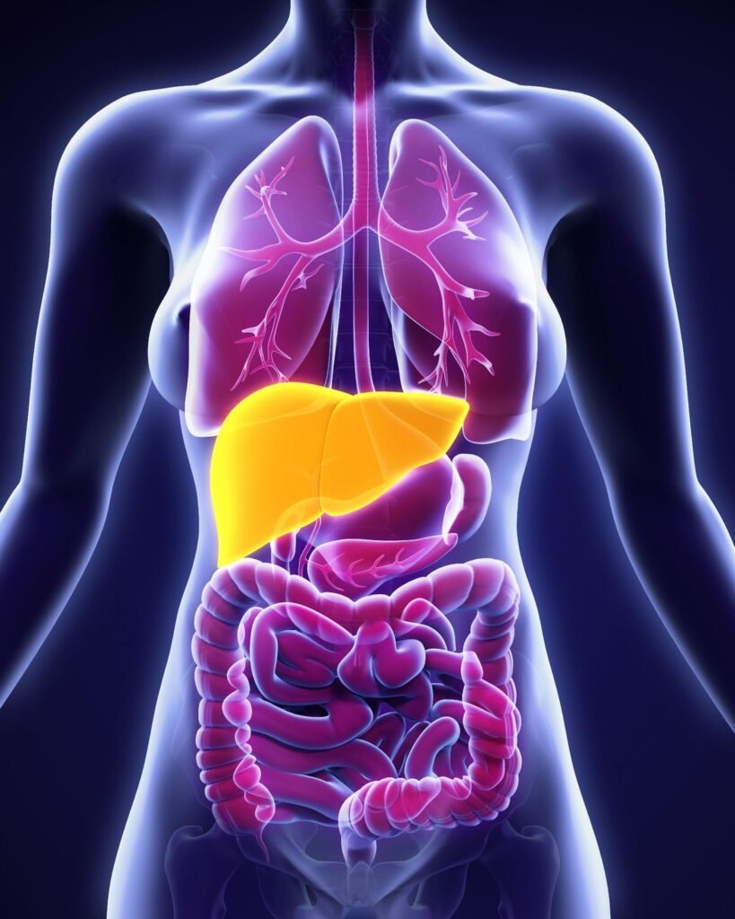 healthy liver
